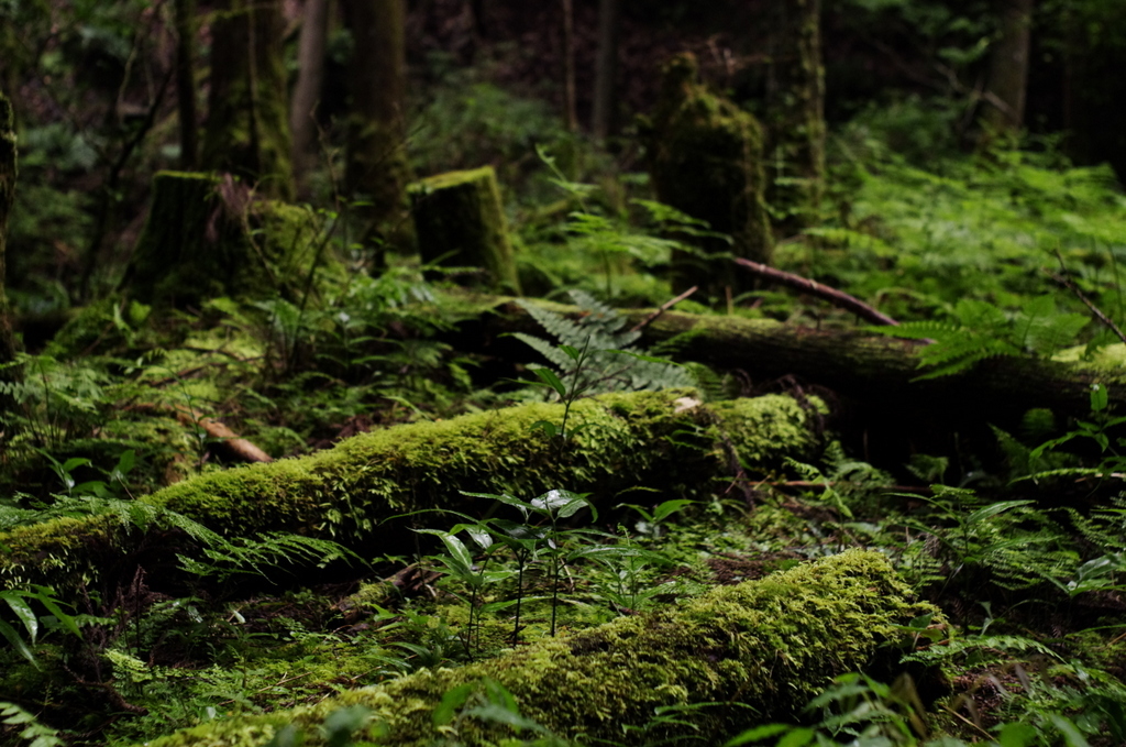 苔のむすまで