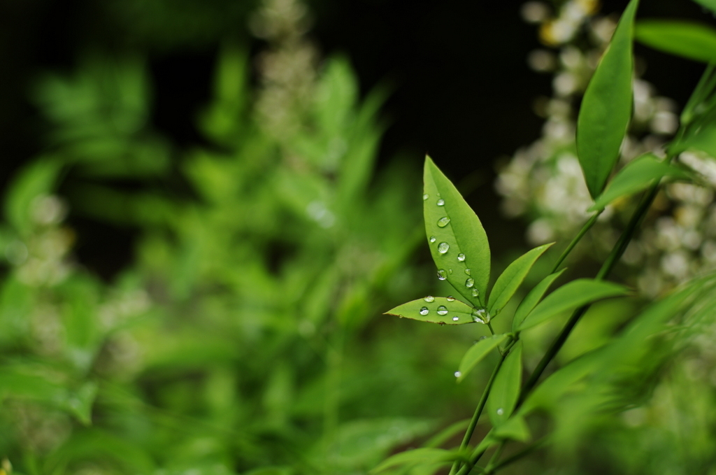 雨上がり