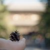 まつぼっくり