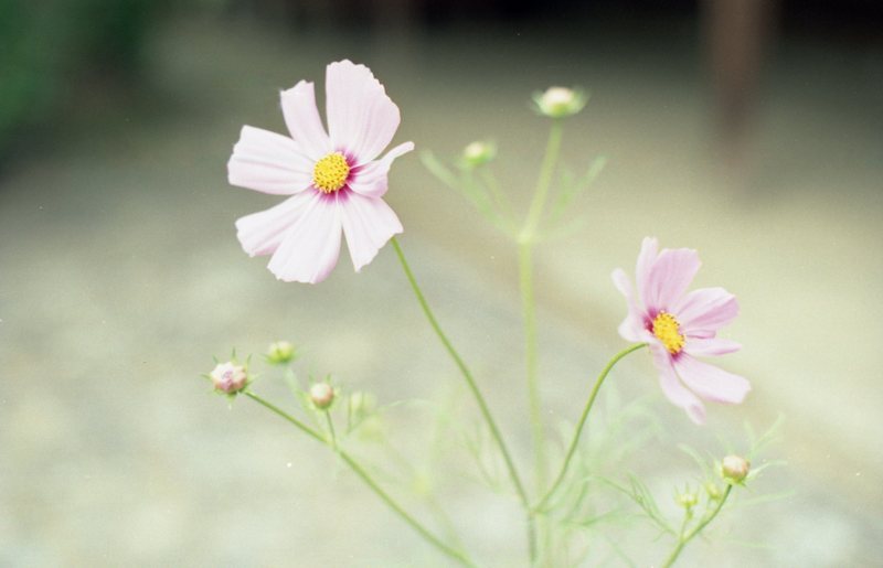 秋桜