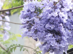 jacaranda