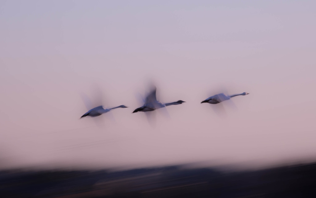 初挑戦　白鳥の流し撮り