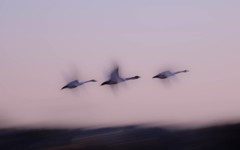 初挑戦　白鳥の流し撮り