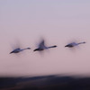 初挑戦　白鳥の流し撮り