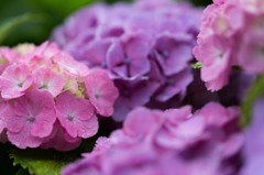 『紫陽花』