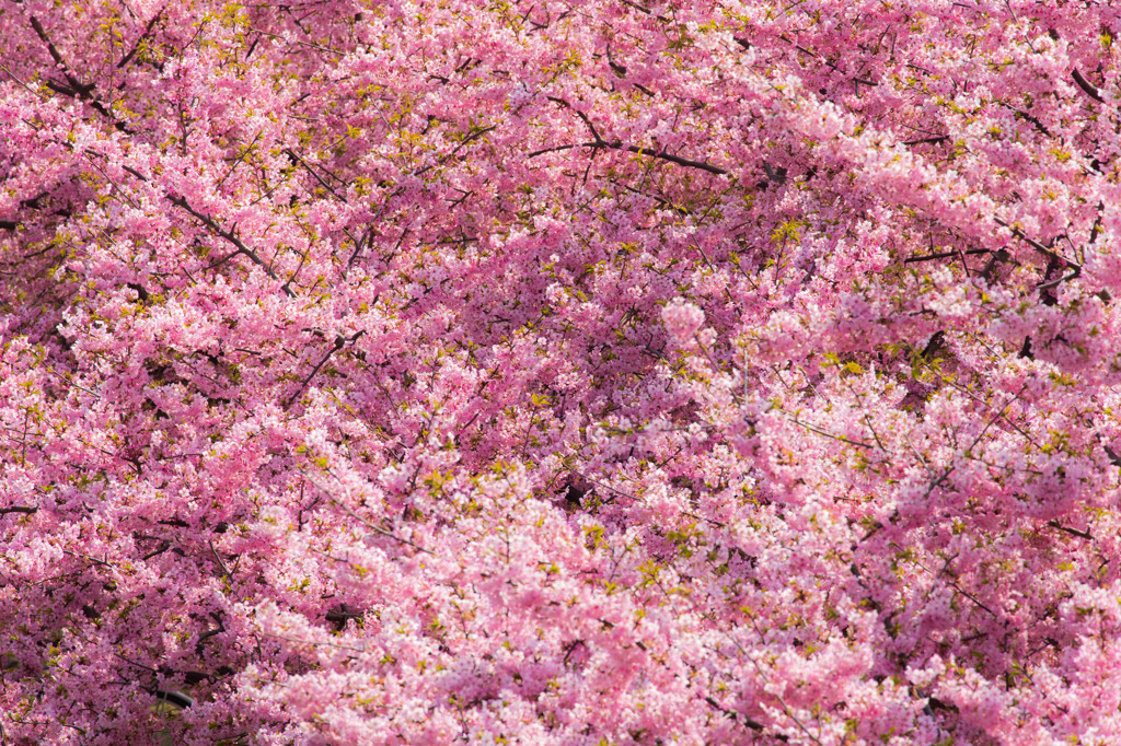 桜一色