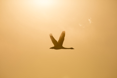 『白鳥』