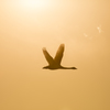 『白鳥』