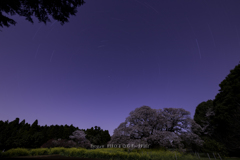 『2017　吉高の大桜2』