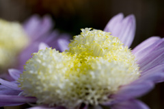 『古の菊２』