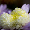 『古の菊２』