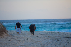 猛者の散歩 猛者の散歩