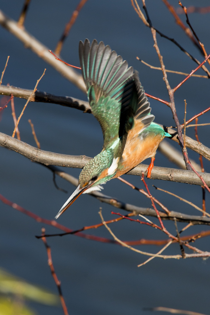 『今年も「鳥派」でがんばります』