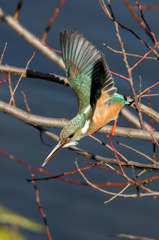 『今年も「鳥派」でがんばります』