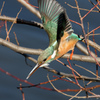 『今年も「鳥派」でがんばります』