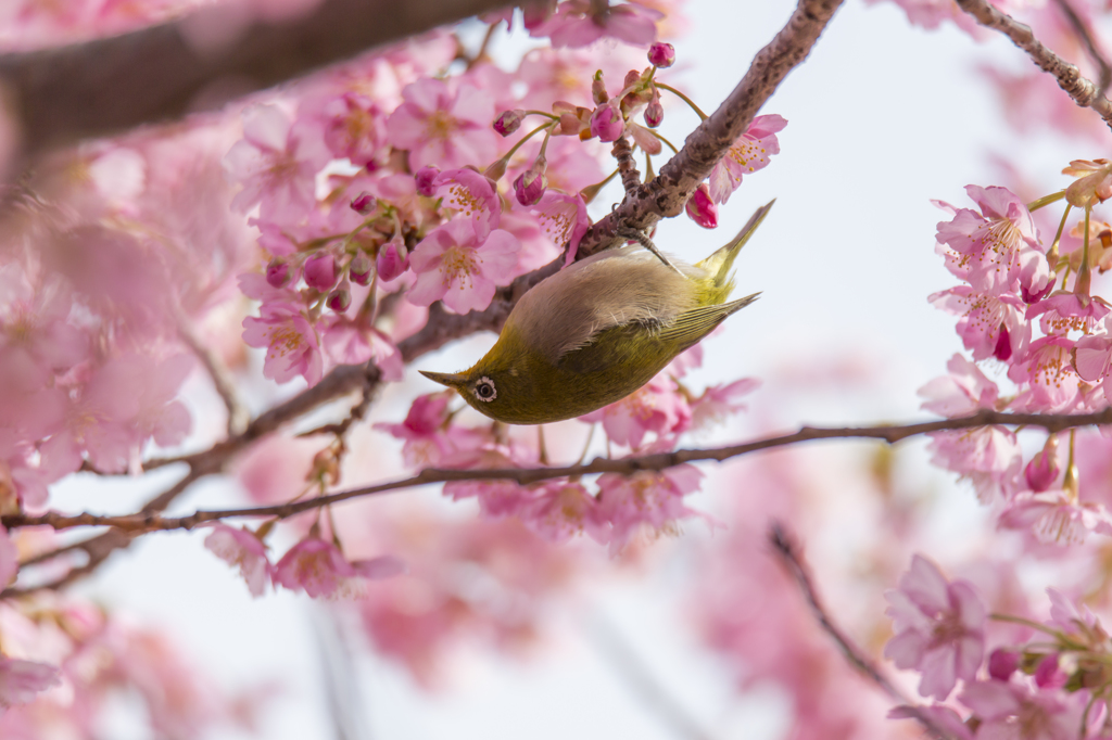 『メジロ桜』