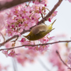『メジロ桜』