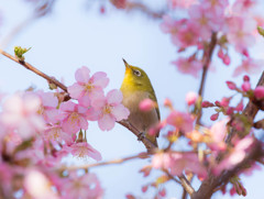 春到来
