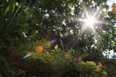 台湾の木漏れ日 台湾の木漏れ日