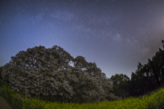 『2014吉高の大桜』