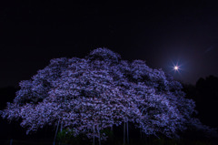 月下の大桜