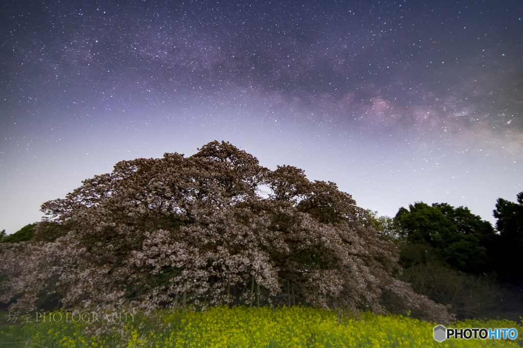 『2016　吉高の大桜』