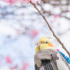 『愛鳥～春満喫』