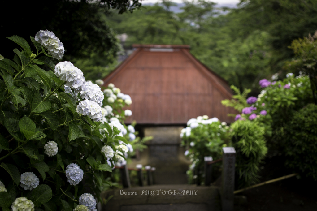 『寺を巡れば』