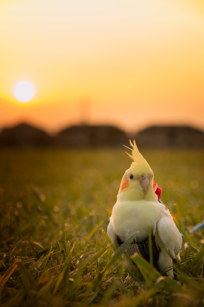 『夕暮れ散歩』