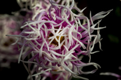 『古の菊』