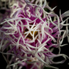 『古の菊』