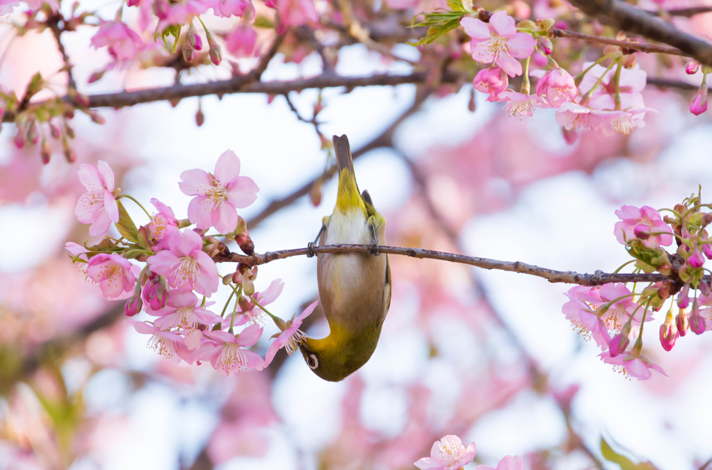 河津桜とメジロ