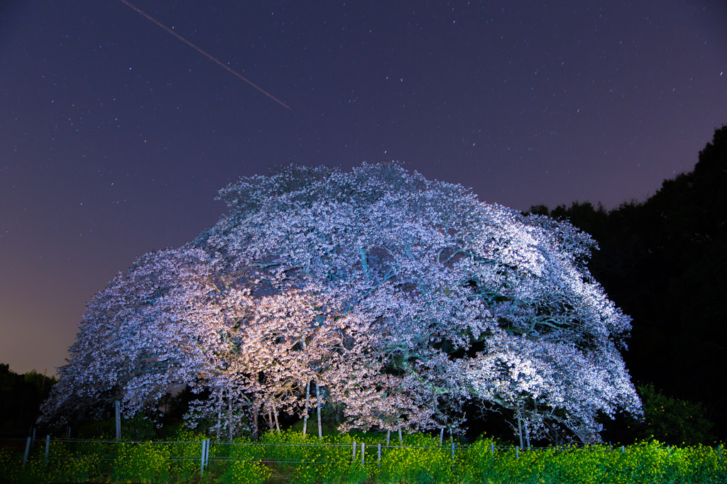 樹齢300年～吉高の大桜～