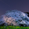 樹齢300年～吉高の大桜～