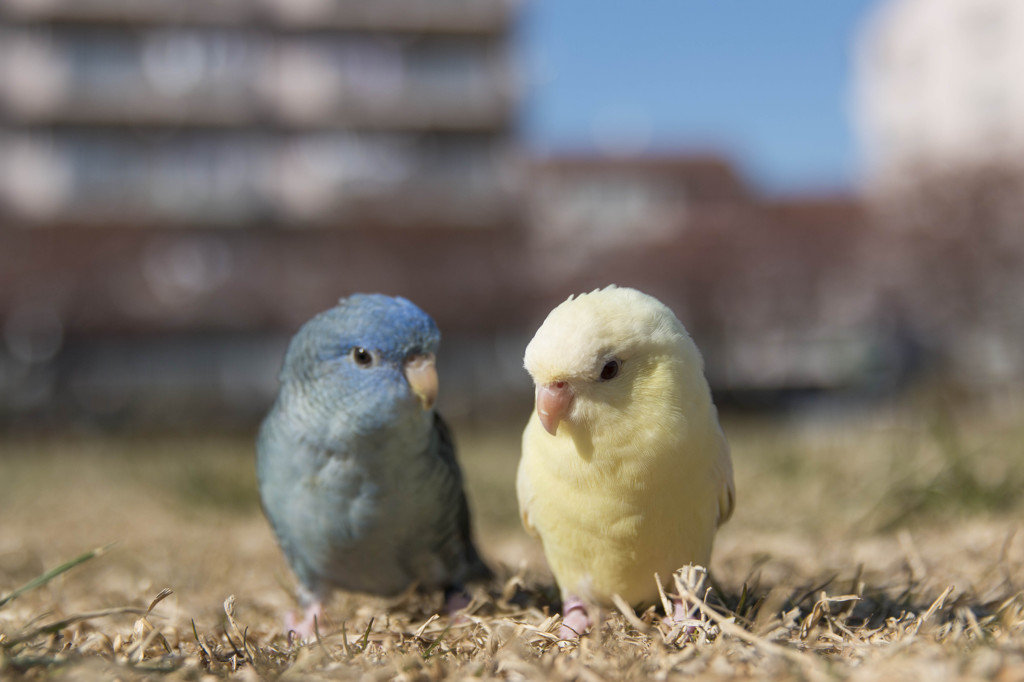 『なかよし』