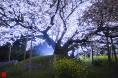 『2015　吉高の大桜』
