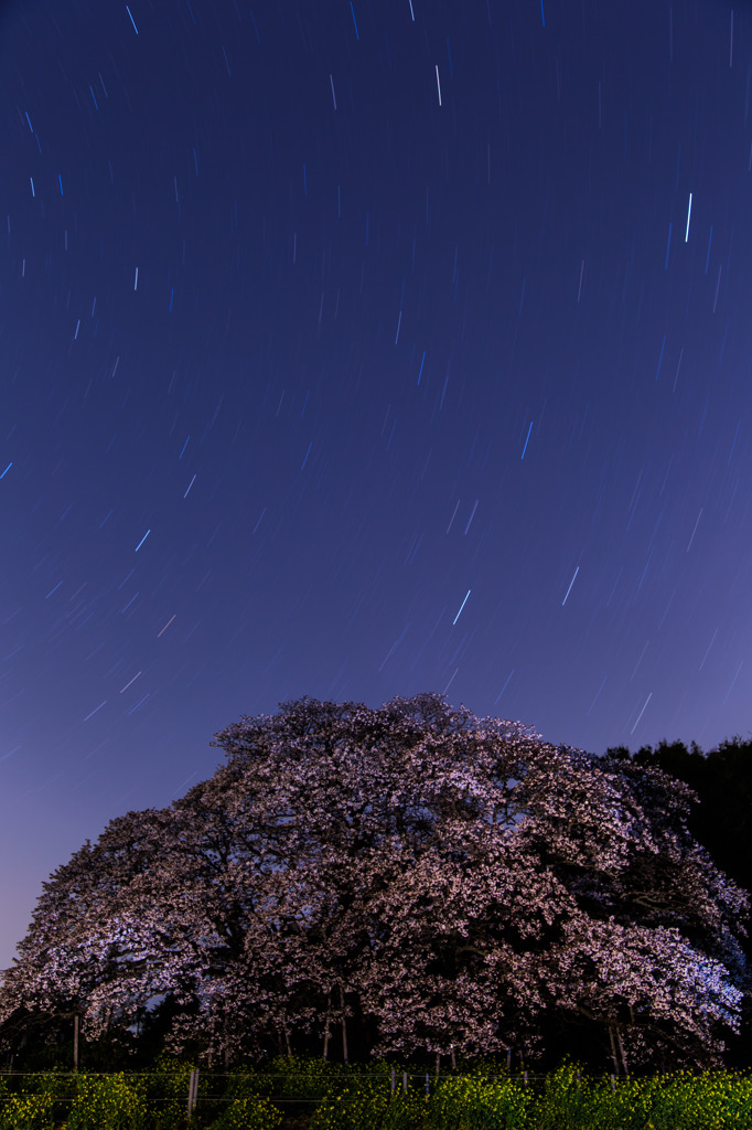 吉高の大桜