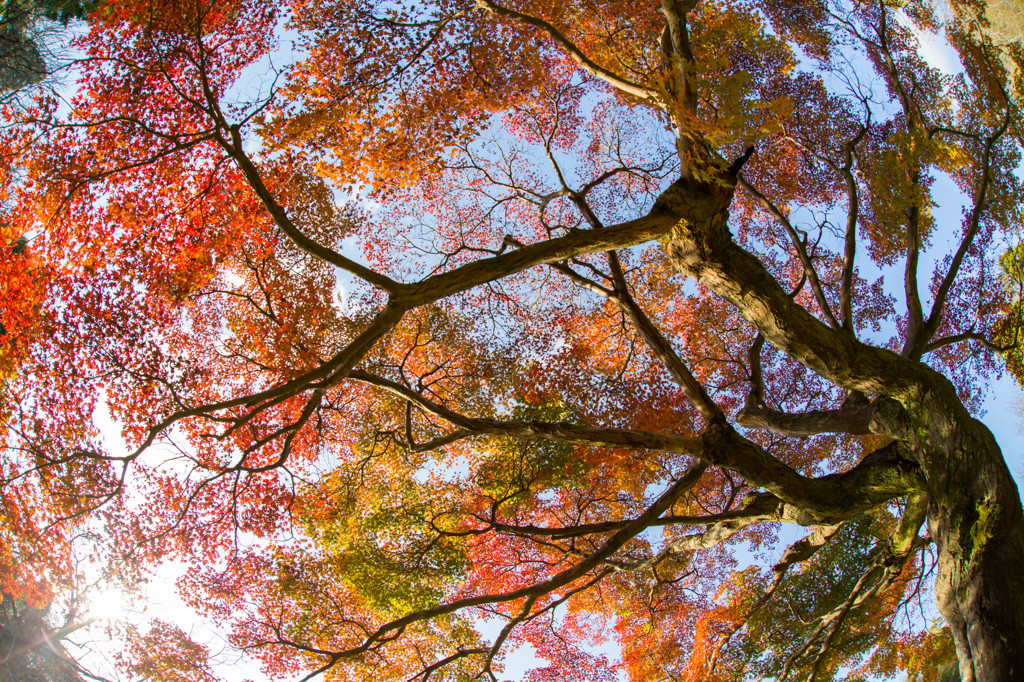 紅葉前線到達