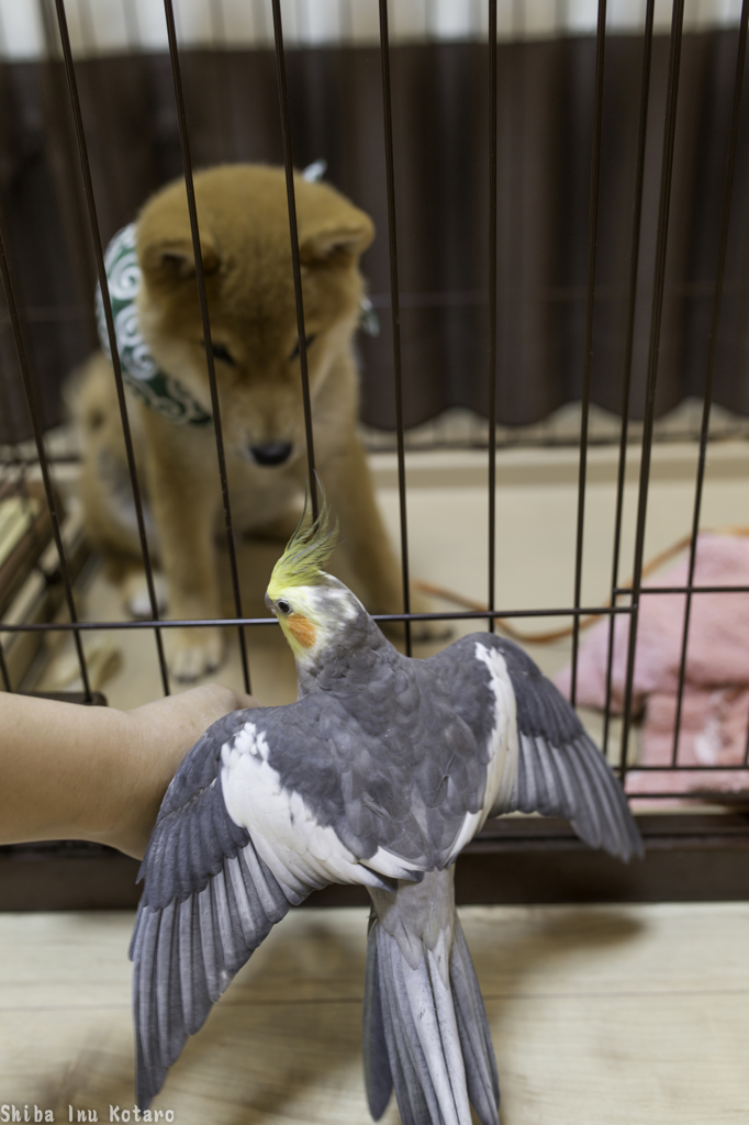 『柴犬 ｖｓ オカメインコ』