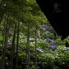 『紫陽花寺』