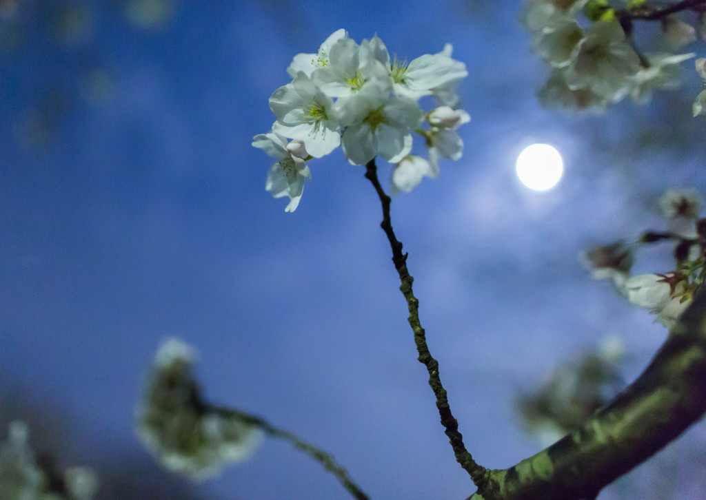 夜散歩～桜4
