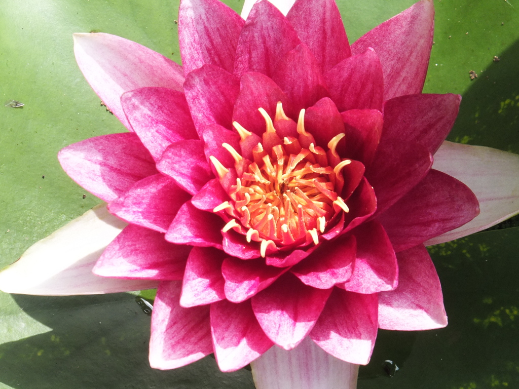 DSCF3595
