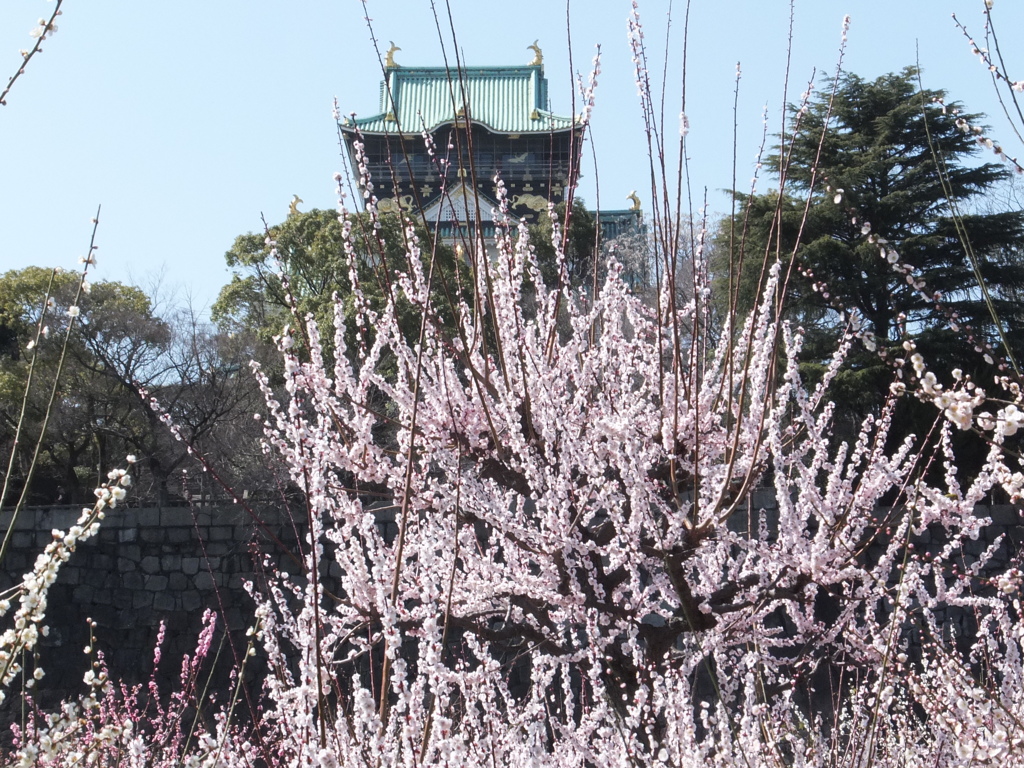 大阪城梅林