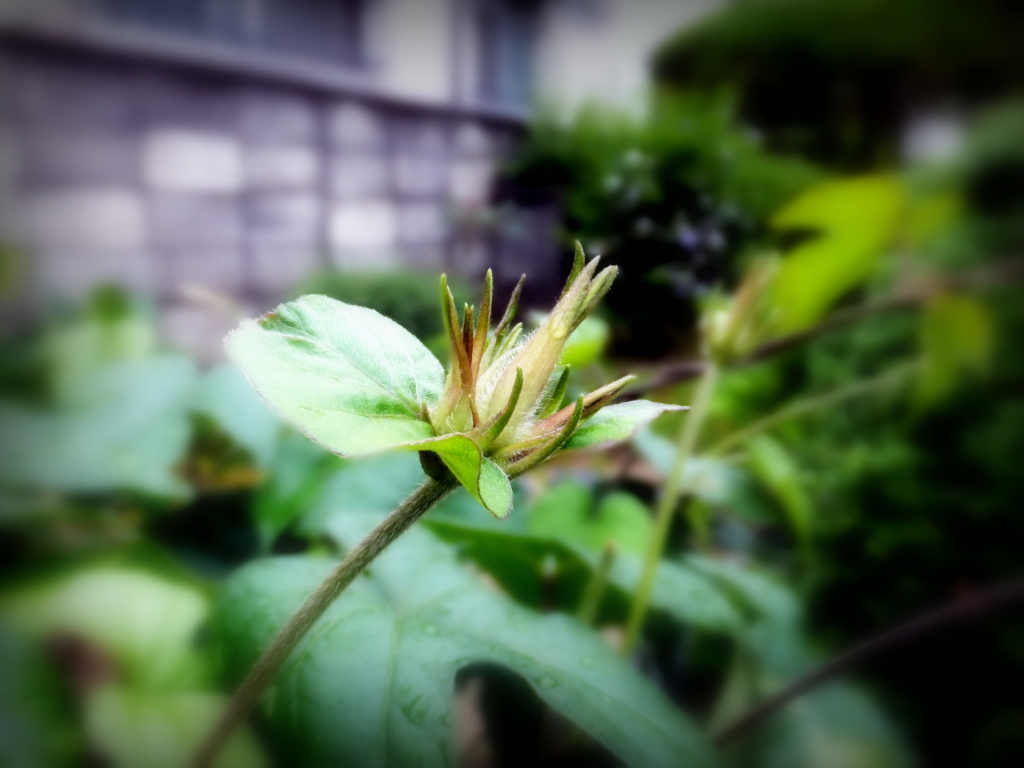 朝顔の花芽