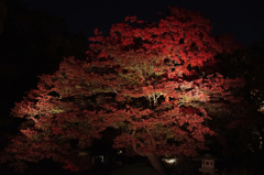 2014:11:23 Tokyo Sugamo