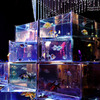 15:08:21 Art Aquarium No.2