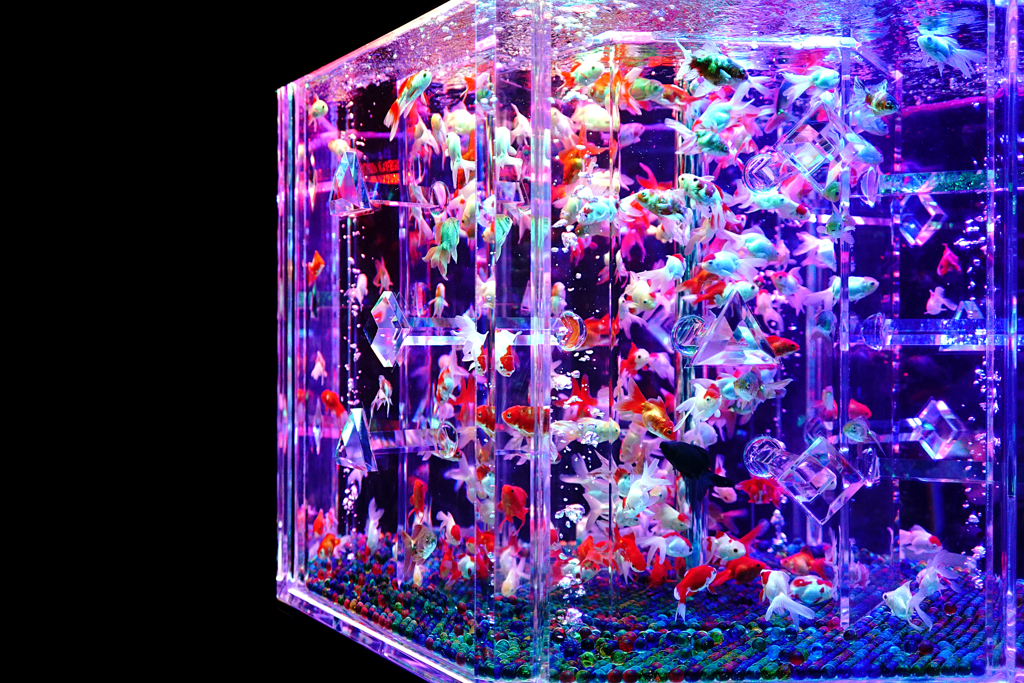 15:08:21 Art Aquarium No.3