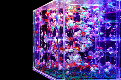 15:08:21 Art Aquarium No.3