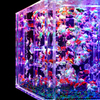 15:08:21 Art Aquarium No.3