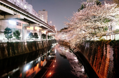 2016:03:31 Tokyo Cherry Blossom